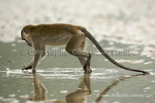 Macaque  longue queue ou crabier.
