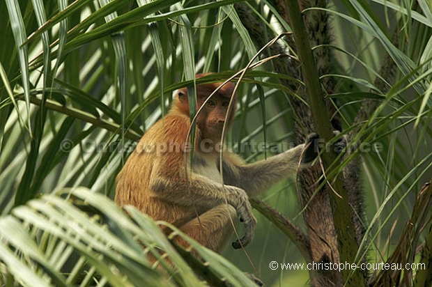 Nasique de Borneo - Proboscis Monkey