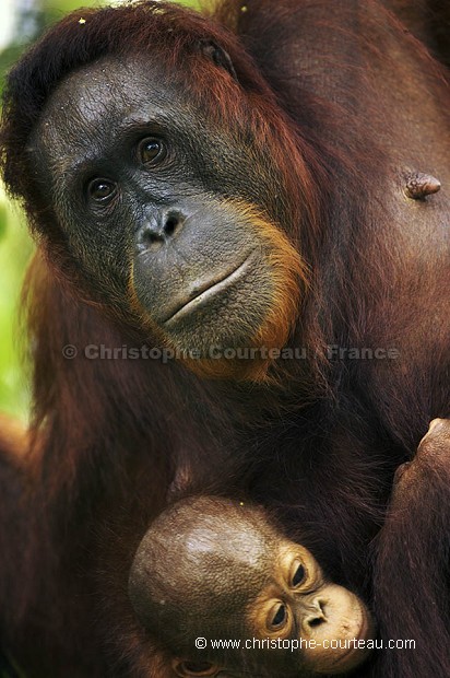 Orang Outan femelle et son jeune bb