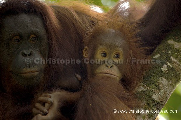 Orang Outan femelle et son jeune bébé