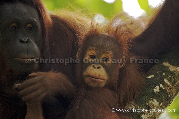 Orang Outan femelle et son jeune
