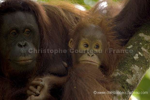Orang Outan femelle et son jeune&#xA;