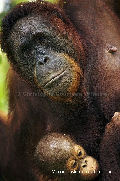 Femelle Orang-Outan et son jeune. Orang-Utan Female  infant.