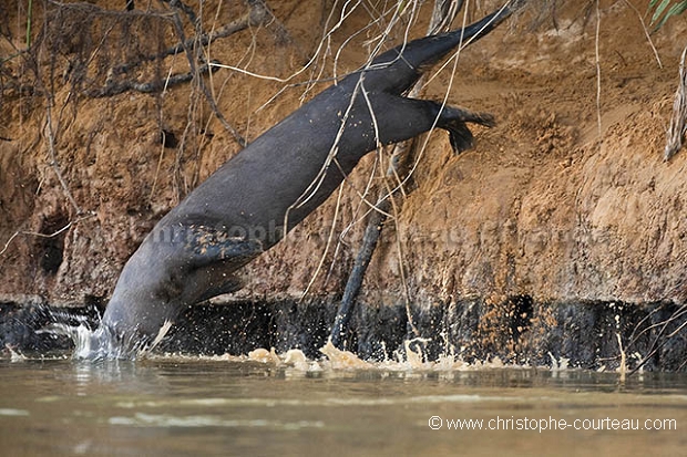Amazonian Giant Otter