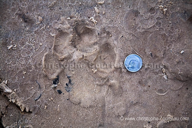 Footprint of Jaguar