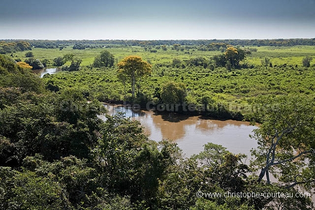 Pantanal Landscape