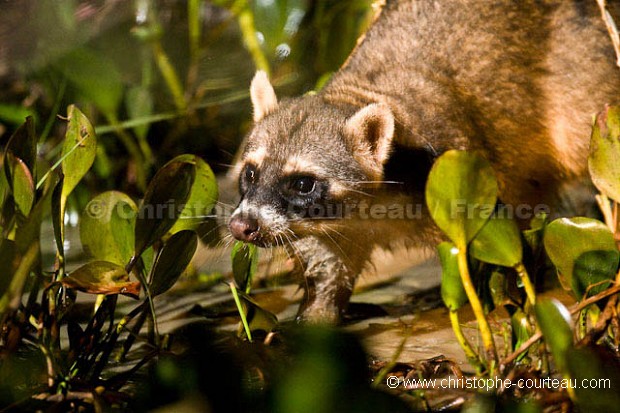 Crab-Eating Raccoon at night in the Pantanal.