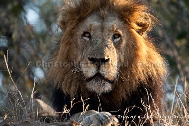Lion mâle adulte.