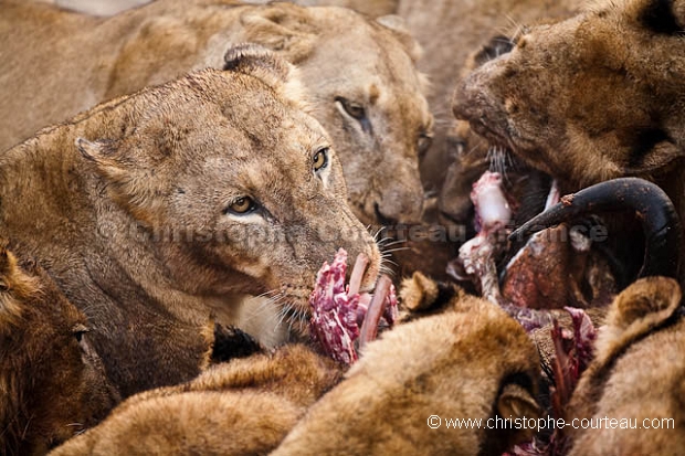 Lions en train de manger un gnou.