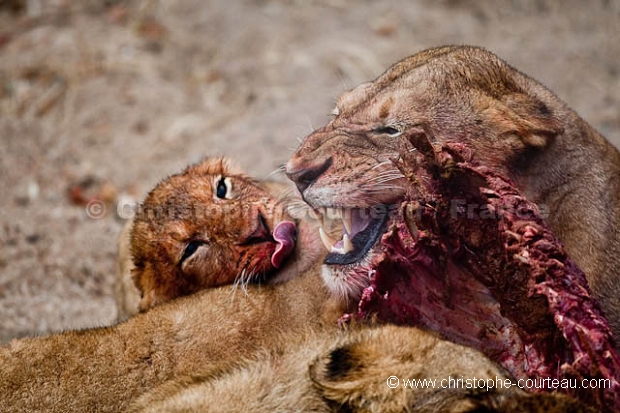 Troupe de Lions en train de manger un gnou.