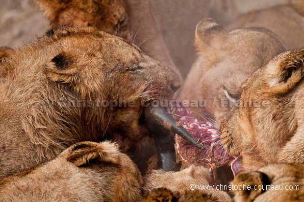 Lion Pride feeding on a Wildebeest