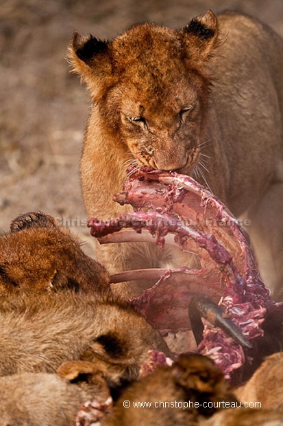 Clan de Lions en train de manger un gnou.