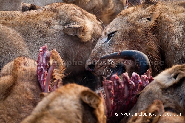 Clan de Lions en train de manger un gnou.