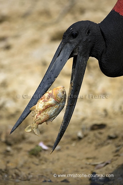 Jabiru d'amrique en train de pcher / Jabiru Stork Fishing