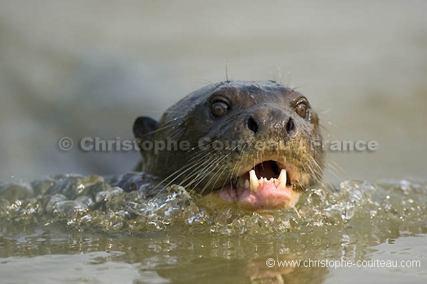 Loutre gante d'Amazonie. Giant Otter.