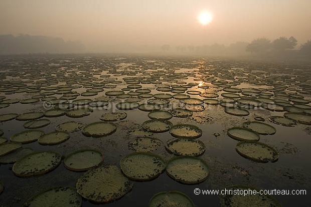 Nnuphars gant. Giant Water Lilies,