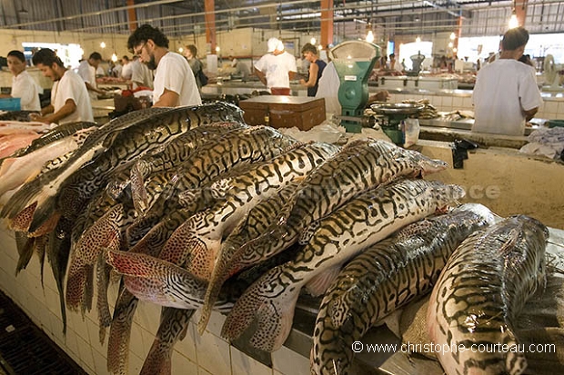 Marché aux poissons de Manaus