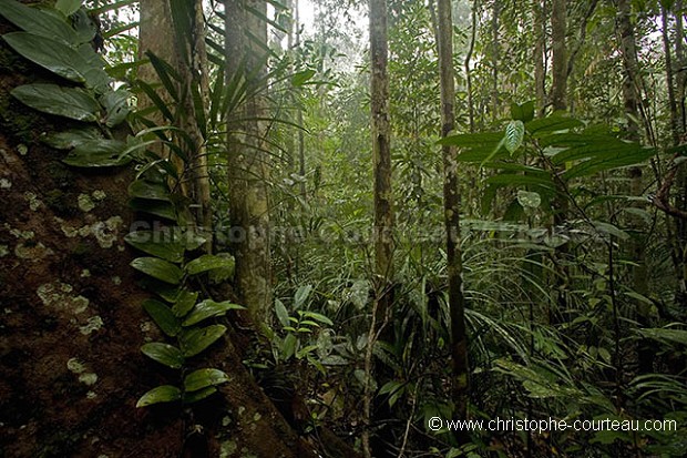 Foret pluviale de Borneo