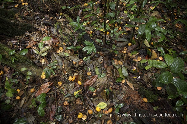 Fruits Eated by Chimpanzees