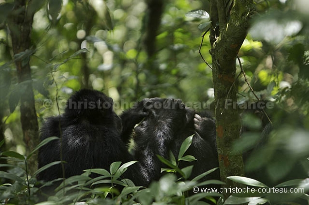 Chimpanzés, Foret de kibale.
