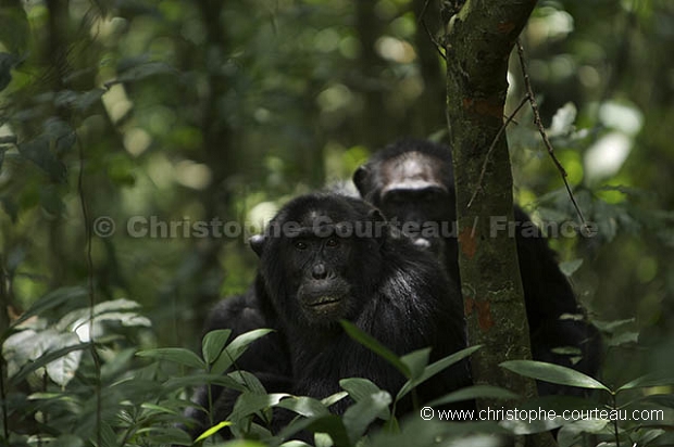 Chimpanzee of the Kibale Forest.