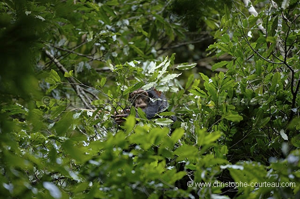 Jeune chimpanz dans un nid.