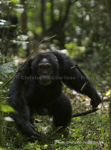 Male Chimpanzee charging.