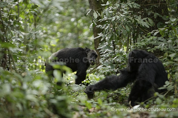 Chimpanzees of the Kibale Forest.