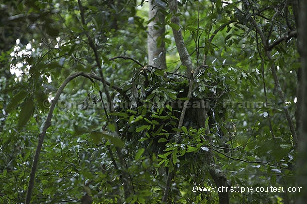 Nid de Chimpanze en Foret de kibale. Chimpanzee Nest of the Kibale Forest.