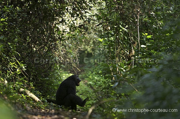 Chimpanze male - Male Chimpanzee Displaying
