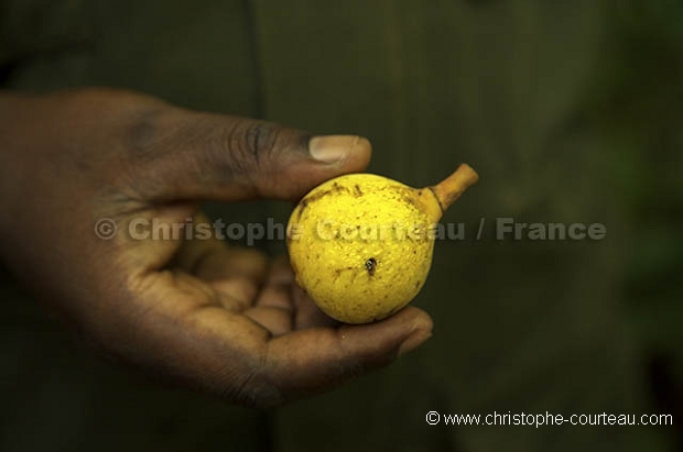Fruits consommes par Chimpanzes - Fruits Eated by Chimpanzees, F