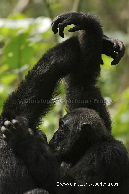Chimpanze en grooming - Hand-clast Chimpanzees Grooming