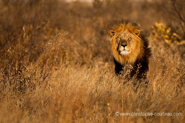 Lion à crinière noire du Kalahari