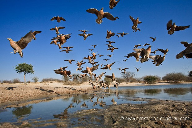 Burchell's Sandgrouses at water hole