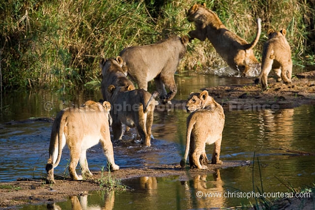 Lions traversant la rivire Sabi.