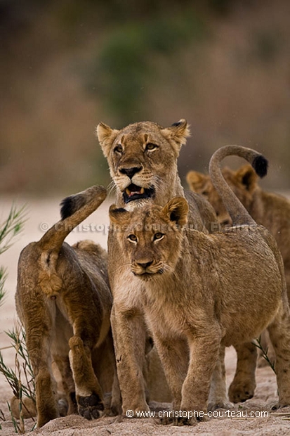Troupe de lionnes avec leurs jeunes