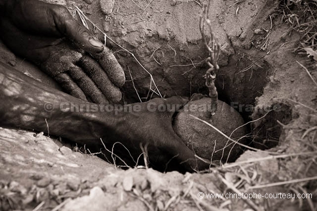 Bushmen récoltant une racine pour son eau