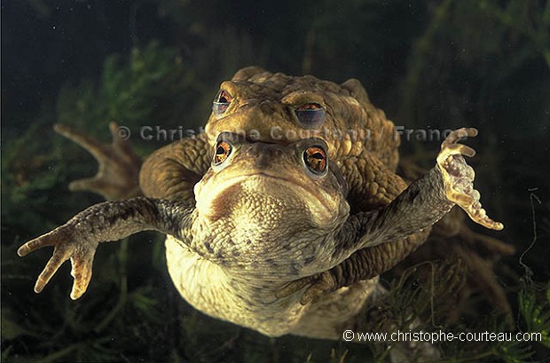 Common toads mating under water