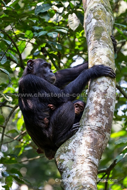 Chimpanzé, mère et son bébé
