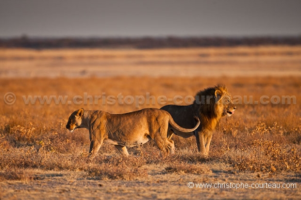 Couple of Lions in the Etosha Pan