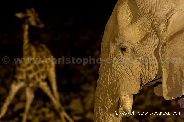 Elephant  Girafe Etosha nuit