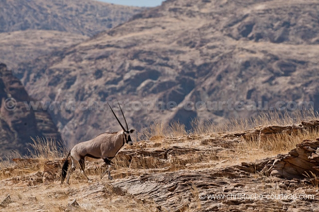 Oryx in the Damaraland. Namib Desert