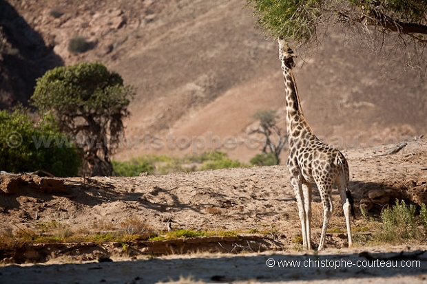 Giraffe dans le Damaraland. 