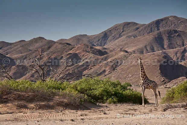 Giraffe dans le Damaraland - Giraffe in the Damaraland , Namibia