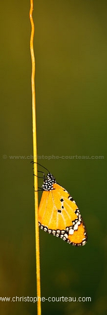 African Monarch - Papillon Monarque Africain
