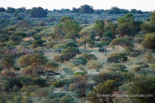 Dsert du Kalahari. Bush in the Kalahari Desert.