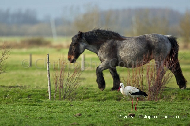 White Stork in field