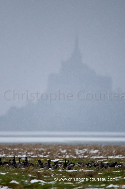 Bernaches cravants l'hiver en Baie du Mont Saint Michel