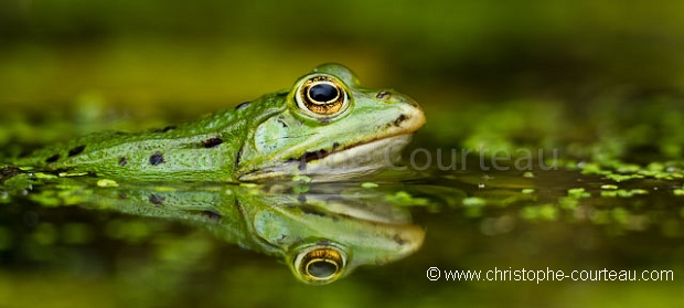Common Green Frog