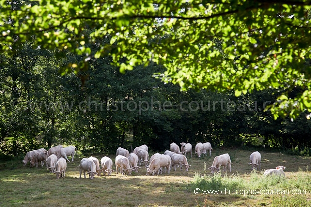 Herd of Cattle in a meadow. Berry. France.